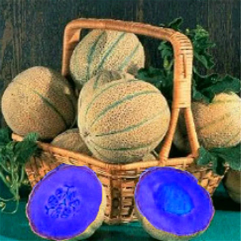 20pcs Super Big Sweet Melon Plants Fruit Heirloom Succulent Cantaloupe Sementes Garden Best