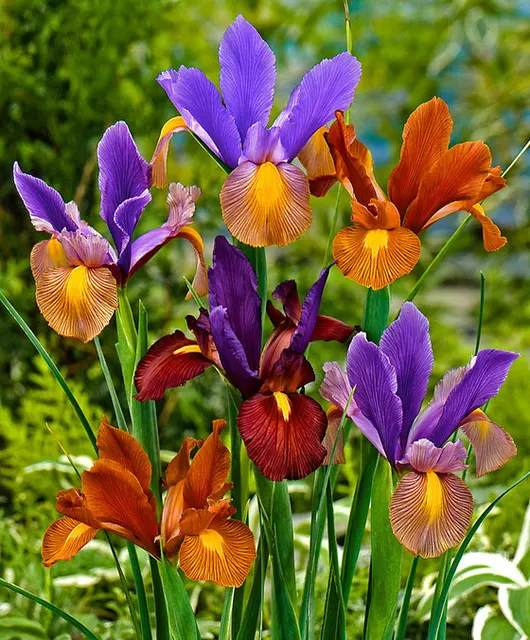500 pz Iris pianta, bonsai di piante di fiori Heirloom Iris Tectorum Fiore piant 500 pz Iris pianta, bonsai di piante di fiori Heirloom Iris Tectorum Fiore piant