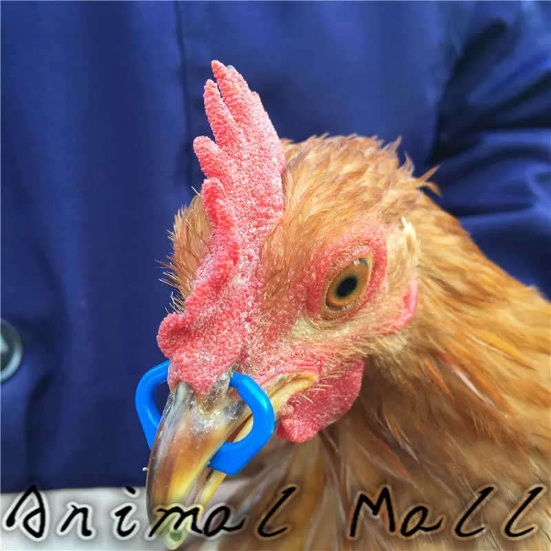 100 шт. Взрывные модели синий куриный рот Пряжка предотвратить cockfightingChicken очки фазана фермерского оборудования оптовая продажа - изображение