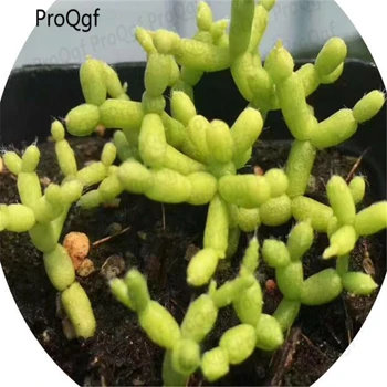 

2Pcs A Set Hatiora salicornioides