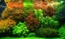 Растения Fish Tank Аквариум Трава Семена Семена Цветочные Горшки Цветочные Горшки Home Garden смешивают 200 семян/пакет