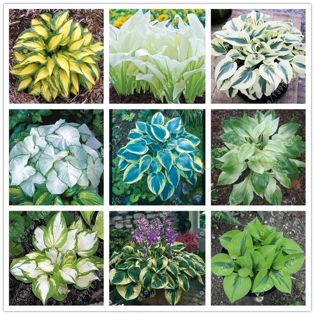 100-pz-borsa-hosta-semi-di-piante-Piantaggine-perenne-Fiore-di-Giglio-Copertura-del-Terreno-semi.jpg_640x640.jpg