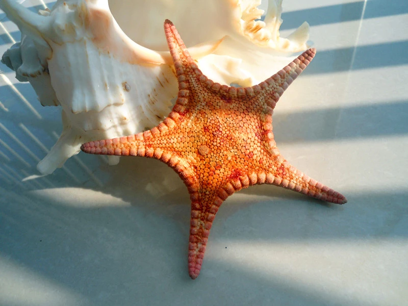 HappyKiss The deep small starfish Red sea star Flat высушенные особи реквизит для фотосъемки с пятью