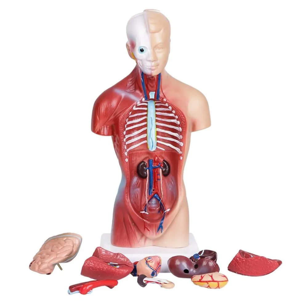 Unisex Human Torso Body Anatomy Anatomical Model Internal Organs Skeleton Greys Skeletal System For Teaching ► Photo 2/6
