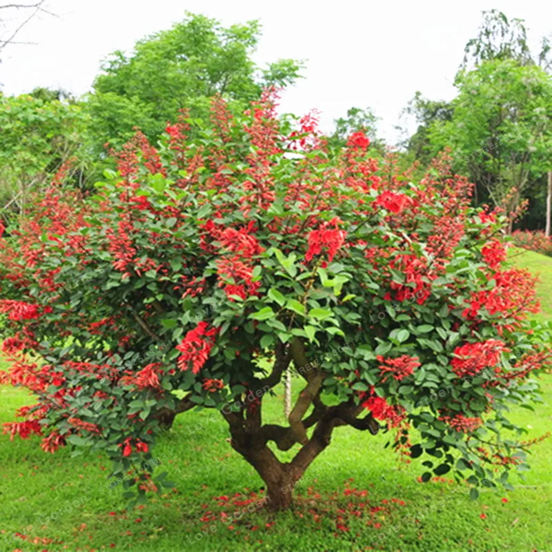 

100 Pcs Erythrina Crista Galli Brazilian Shrub Bonsai Beautiful Flower Bonsai Plant Tree Diy Home Garden Potted plant