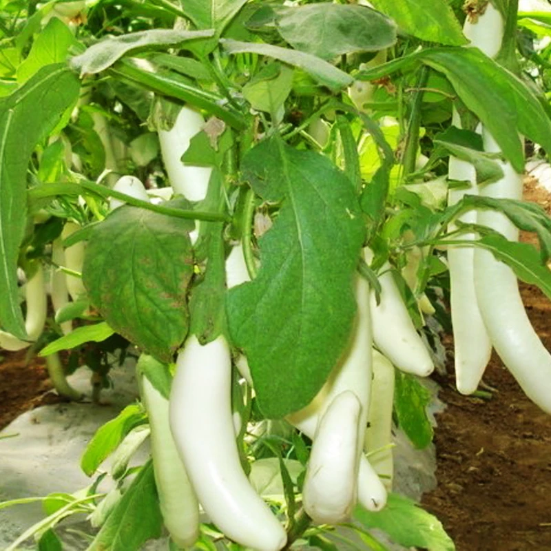 

100pcs bonsais White long eggplant bonsais Potted Bonsai fruit Vegetable plants planting