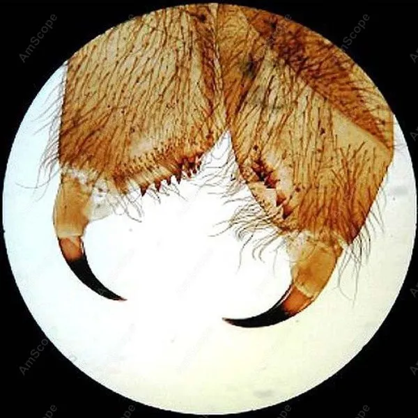 Беспроводной светодиодный стерео микроскоп амскоп 20X 30X 40X 60X|microscope types|microscope