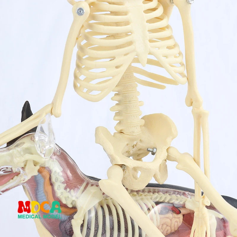 Médico para Artes Plásticas e Medicina Modelo de Esqueleto Padrão 45 cm Humano. Mgg101 11 Padrão médico para belas artes e medicina