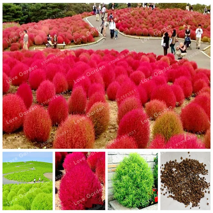Kochia Bonsai Burning Bush Green Scoparia Rare Plant Kochia Bonsai Burning Bush Green Scoparia Rare Plant For Home Garden Outdoor Flower 500 Pcs Potted