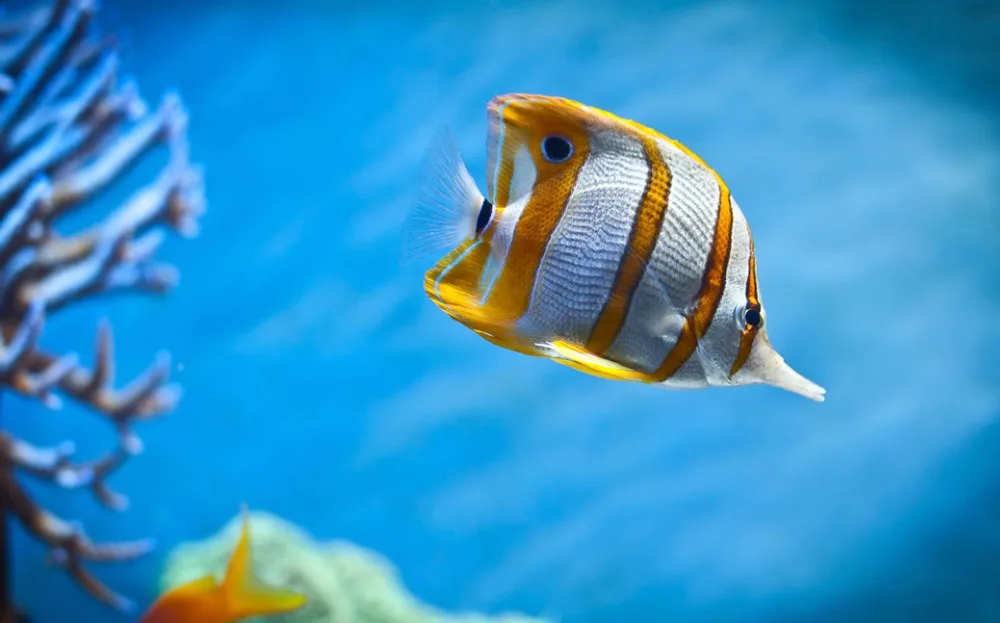 O-Fish-29(53x33cm)