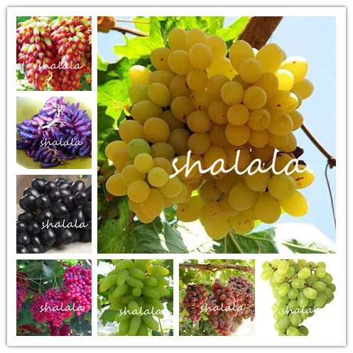 

50pcs grape Miniature Grape Vine Bonsai Delicious fruit Succulent plants sweet food easy to grow plant for garden pot