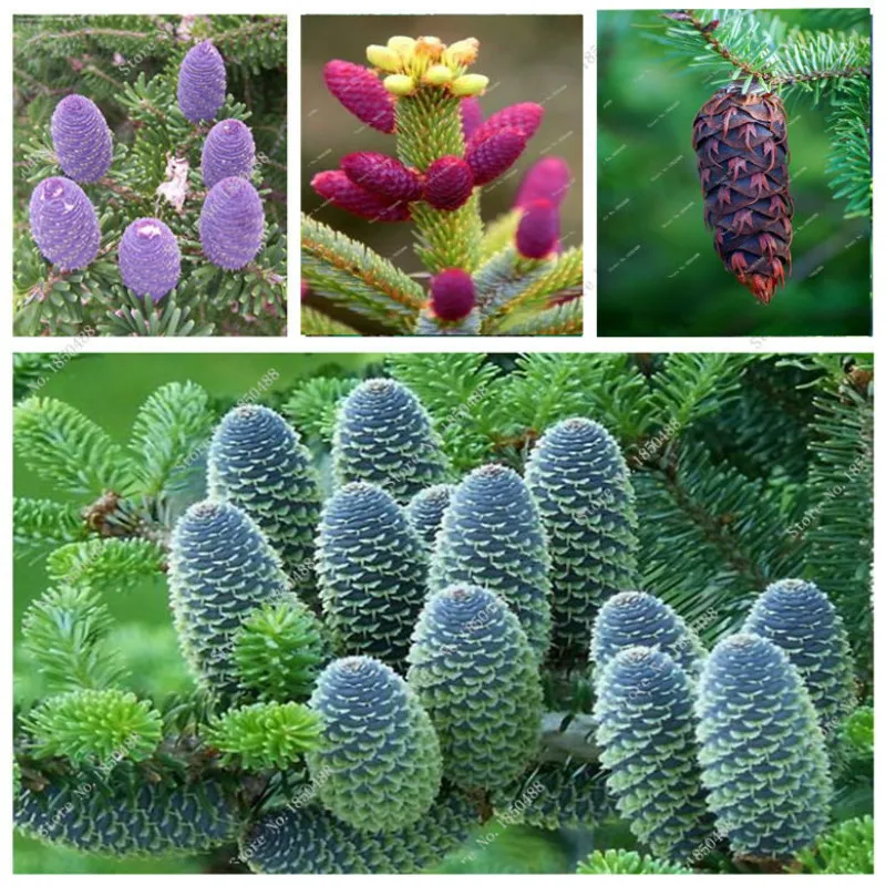 50pcs/lot rare Korean Fir Abies koreana bonsai mixed colours bonsai