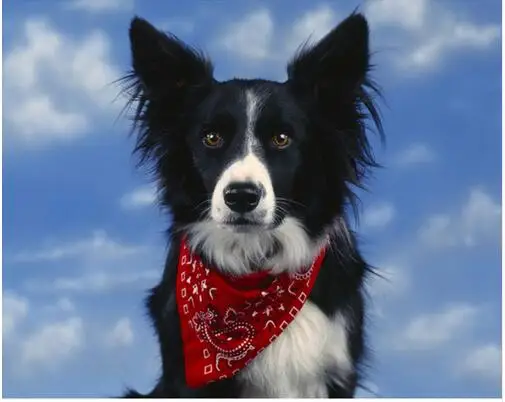 Border Collie Dog 6