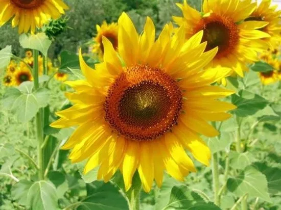 Diamond Painting Christmas Mosaic Cross Stitch Bright Sunflower Embroidery Needlework Square Rhinestone Home Decoration | Дом и сад
