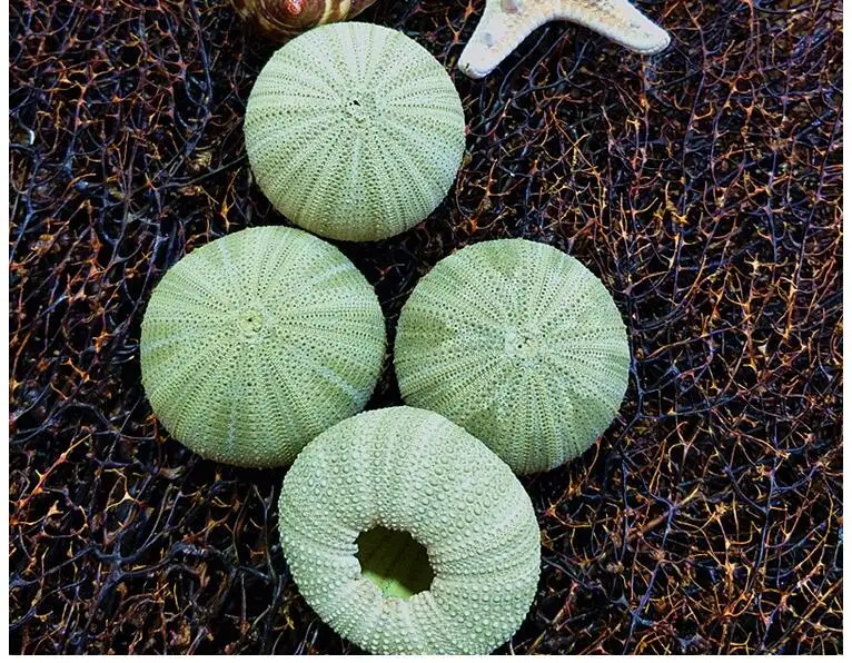 

10pcs/lot Natural Small green Sea Urchin Natural Shell Conch Ocean Wedding Decorate Home Accessories NL7851