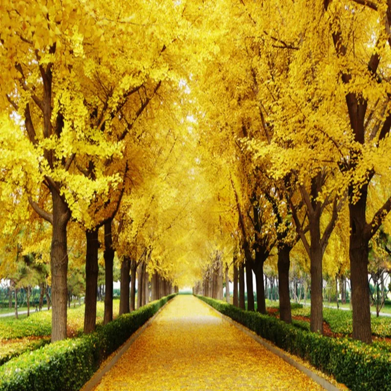 

Dropshipping Colomac Custom Foto Mural Autumn Gold Tree Landscape Wallpapers for Living Room Bedroom Papel De Parede Home Decor