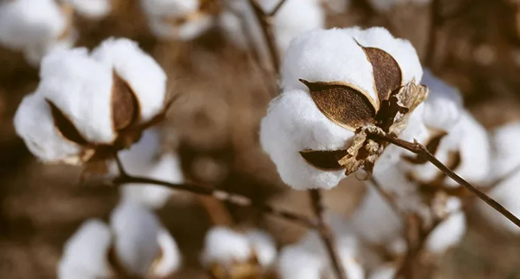 10295115136_1514410596