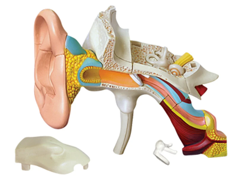 Ушной канал 4d мастер-головоломка Сборка игрушки человеческого тела анатомическая модель для медиков обучающая модель