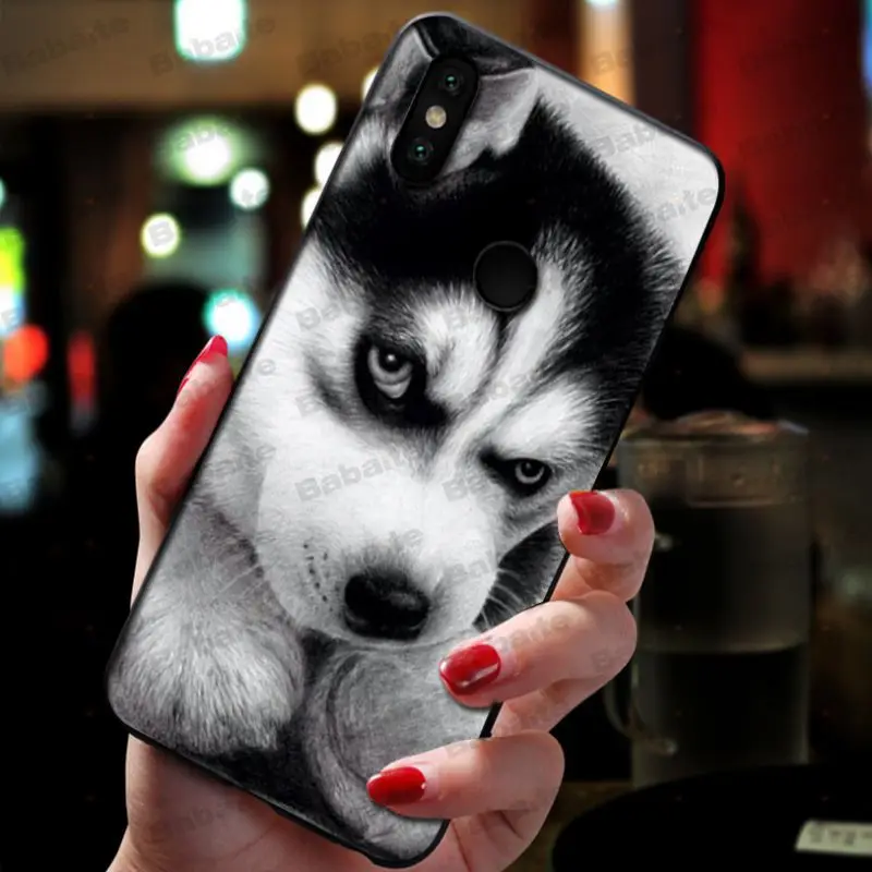 Animal Husky cute Puppy Dog