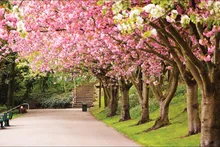 cherry blossoms theme