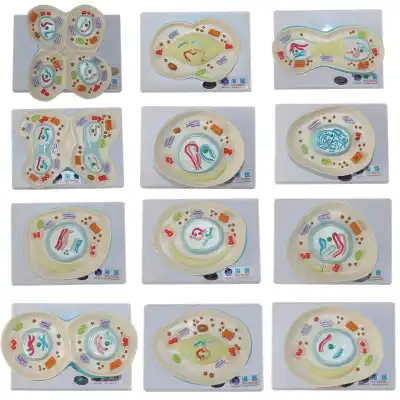 Sel Meiosis Proses Demonstrasi Model Model Hewan Pembelahan Sel