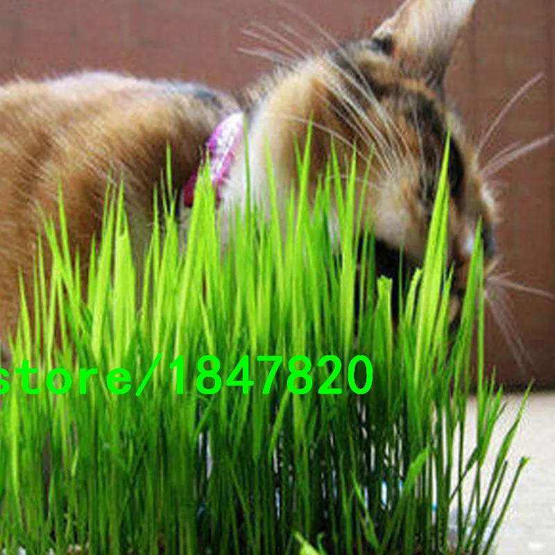 Зелень для кошек. Травка для кошек. Мясокостная мука 400г (мирагро). Кошачья трава. Травка для котиков.