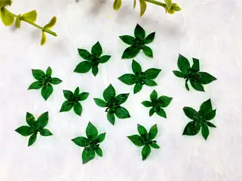 

120pcs Pressed Dried Green Lagotis Glauca Flowers Plants Herbarium For Jewelry iPhone Phone Case Frame Making Accessories