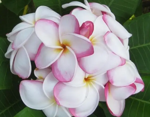 Pcslot Real Fresh Plumeria Rubra Frangipani Flower Tree