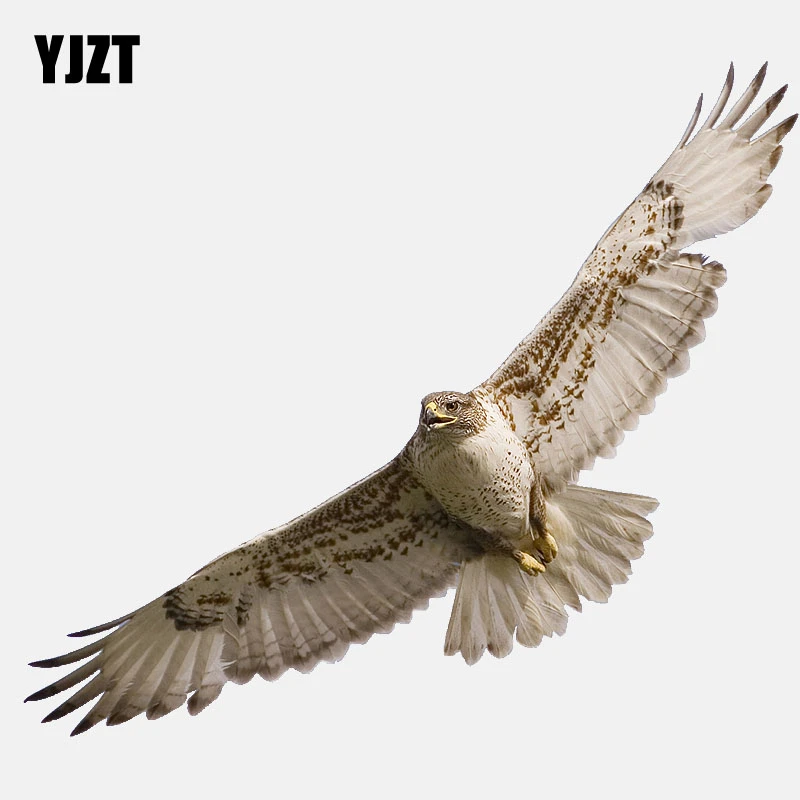 Yjzt 16 6 Cm 6 4 Cm Kualitas Tinggi Hewan Burung Rajawali Pvc Stiker Mobil 11 01200 Mobil Stiker Aliexpress