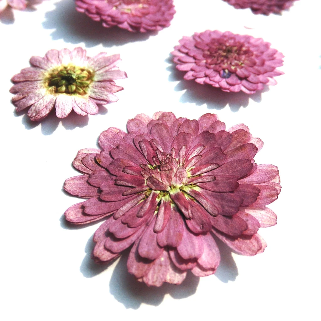 10pcs Pressed Real Dried Flower Vivid Dry Leaves for DIY Crafts Bookmark Card Making Phone Case Embellishment Supplies