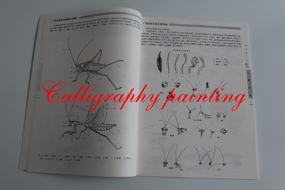 Butterfly Insect Dragonfly Chinese Painting Sketch Outline Reference Book Butterfly Insect Dragonfly Chinese Painting Sketch Outline Reference Book