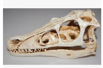 

The dinosaur skull Resin skull collection Halloween decorations statue home decoration wedding