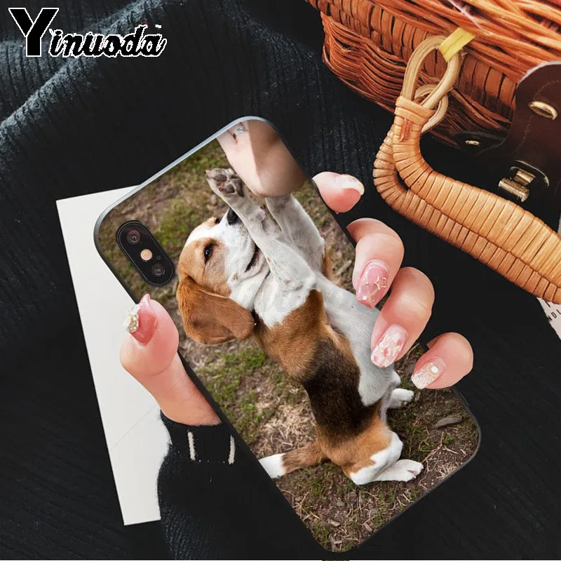 All kinds of posts of beagle