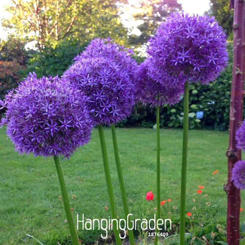 Online Whole Exotic Tropical Flowers From China Exotic Onion Seeds Giant Allium Multicolor Potted Flowers White Purple Green