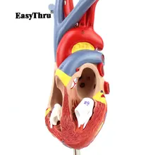 High Quality 1:1 Human Heart Model B Ultrasound Ultrasound Medical Cardiology Anatomical Medical Teaching Model 1 1 pvc high quality cardiac anatomy model medical teaching tool art tool instructional tool clinic figurines