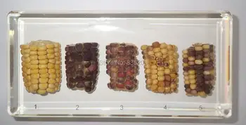 

DNA Pattern of Corn Set Rule of Gene Isolation in Acrylic trauma medical instruments anatomy Anatomical Teaching model condom