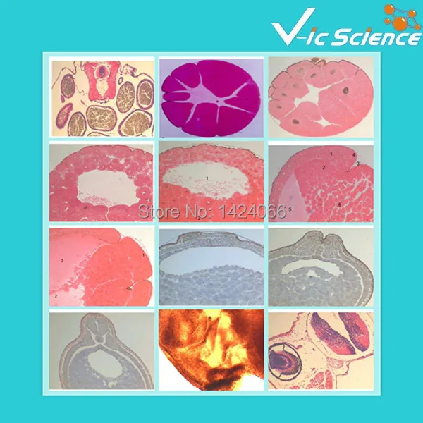 Embryology Prepared Slides Set