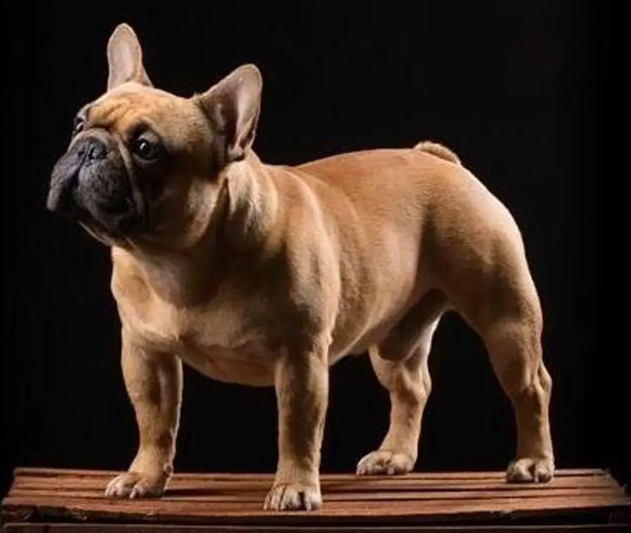 French Bulldog Dog