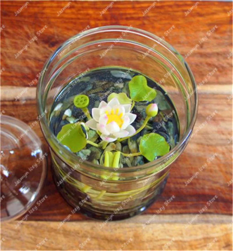 5 Pcs/Lot Mini Lotus Flower Aquatic Bonsai Plants Bowl Lotus Water Lily Flores Perennial Plant Pooted for Home Garden Decoration 5 Pcs/Lot Mini Lotus Flower Aquatic Bonsai Plants Bowl Lotus Water Lily Flores Perennial Plant Pooted for Home Garden Decoration