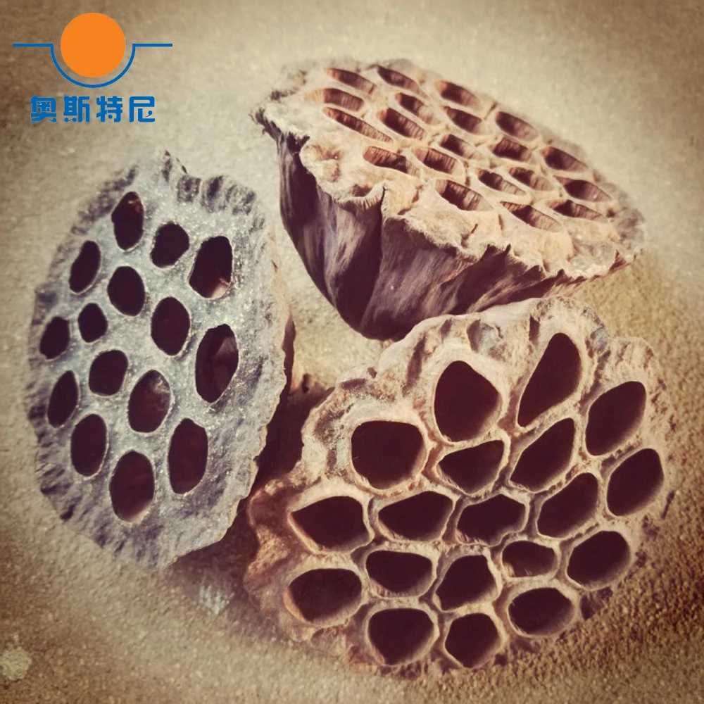 

30pcs natural dired lotus seedpod&seedpod of the lotus