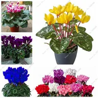 2017-New-100-Pcs-Bag-Colorful-Cyclamen-Flower-Beautiful-Perennial-Flowering-Potted-Plants-Seeds-Bonsai-Plant.jpg_200x200