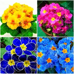 100 шт. синий primrose цветок карликовые деревья цветок семена многолетника для внутренних помещений или открытый цветущих растений для дома и