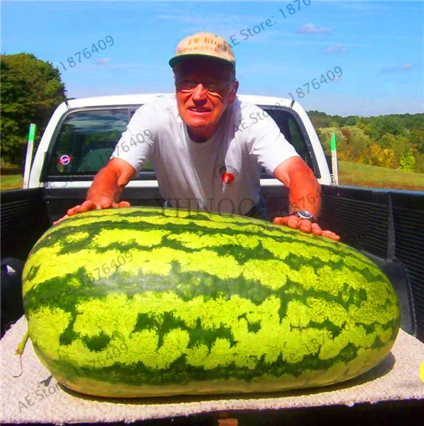 Big Promotion!Giant Watermelon bonsai 50pcs Fruit flores Vegetable Interest Easy to plant For Garden & Farm Family Plant,#S7