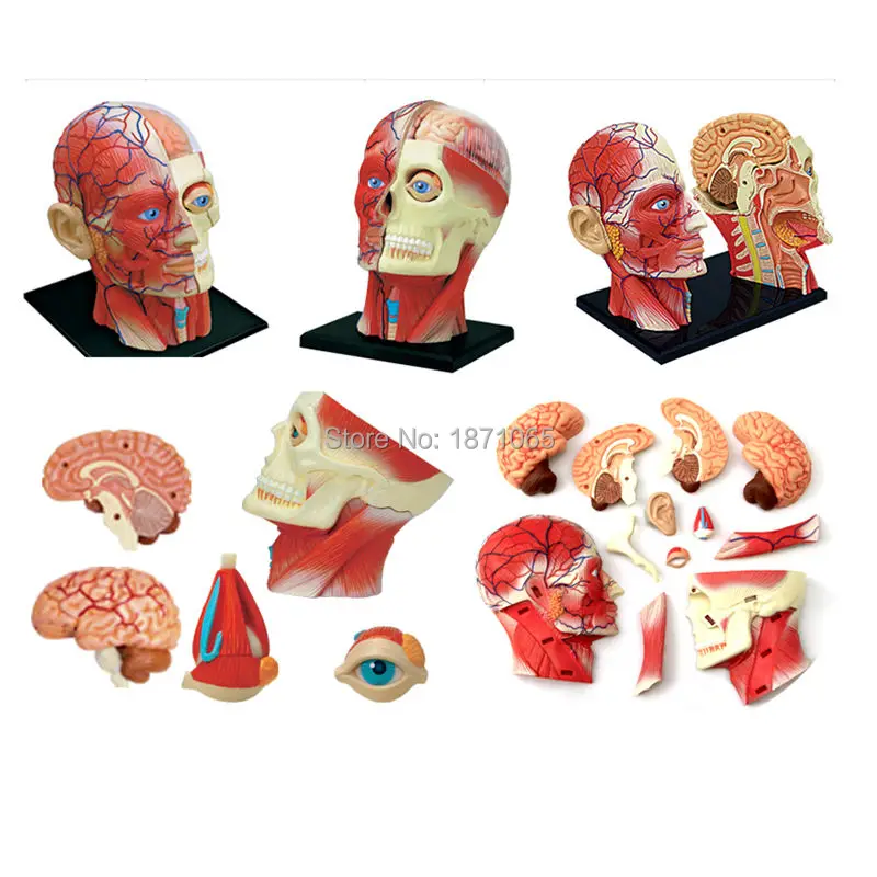 4D мастер секция кожи анатомия модель Анатомия медицинская голова человека почек модель скелета, черепа научные развивающие игрушки