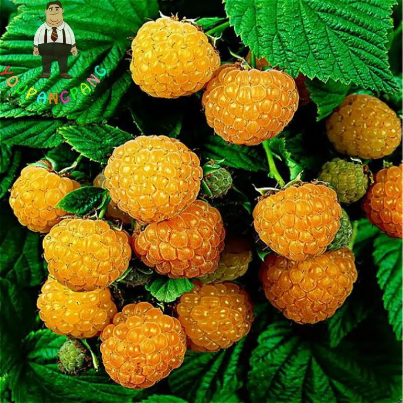 200pcs Raspberry Seeds Best Seeds Online Free Shipping Worldwide