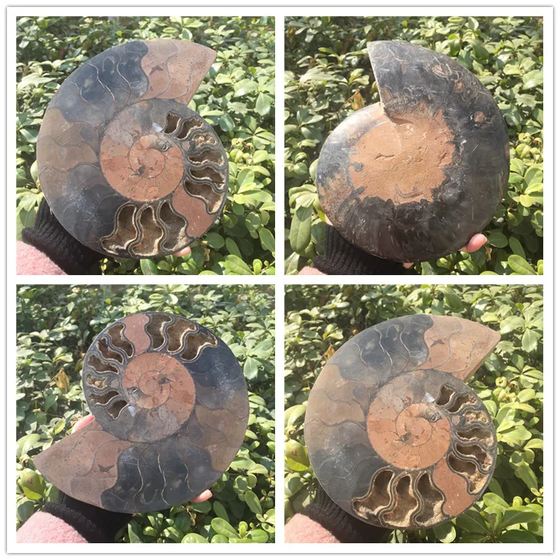 6 (1)_