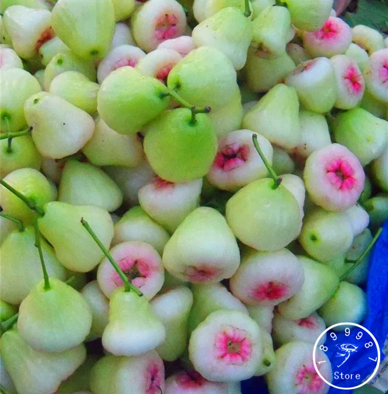 

New 2018!100 PCS/Pack rose apple bonsai rare fruit flores for home garden planting easy grow,#GC74O0