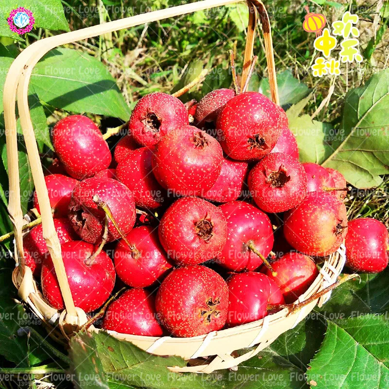 

bonsai Hawthorn plants giant perennial garden flower plant bonsai plants healthy delicious fruit tree plant 15PCS/bag