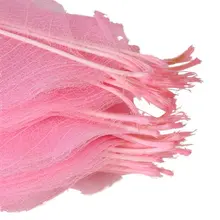 BLEL Hot 50 шт натуральный Кот Брир Скелет листья карты скрапбук-розовый