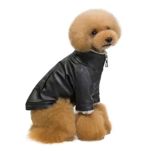 chihuahua leather jacket